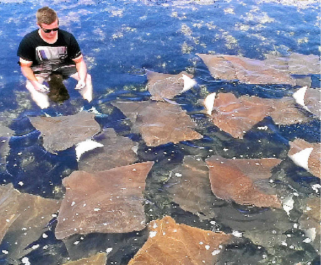 IN THE WATER: You may not get as lucky as Ryan Buckley in among a school of stingrays, but the Woody Head rock pools are sure to be full of fun these holidays. Photo Stacey Lee Harvey IN THE WATER: You may not get as lucky as Ryan Buckley in among a school of stingrays, but the Woody Head rock pools are sure to be full of fun these holidays. Photo Stacey Lee Harvey